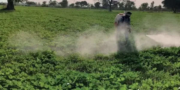 सर्दी से फसलों को पाले से बचाने के लिए किसान गंधक का छिड़काव करें