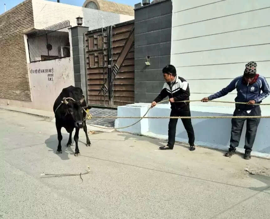 फरीदाबाद : नगर निगम की टीम ने 26 गौवंश पकडक़र गौशाला भिजवाए