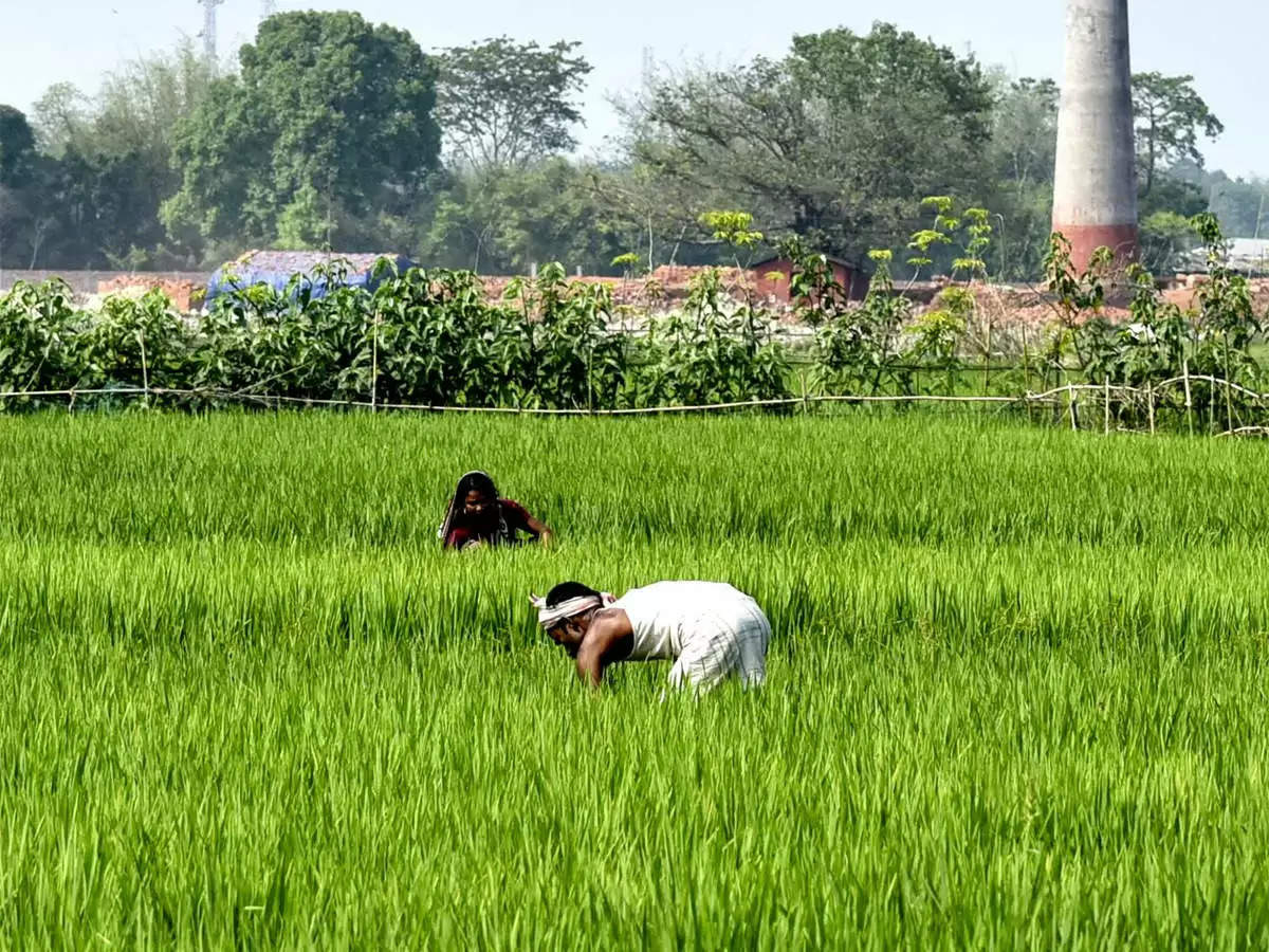 बारिश के कारण फसलों में लगने वाले कीट- व्याधि के प्रति सजग रहे कृषक