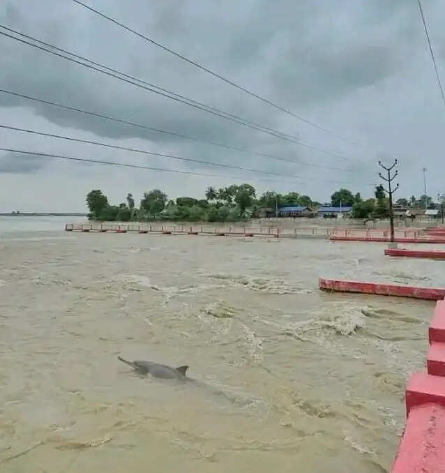 वीरपुर कोसी बराज के डाउन स्ट्रीम में फिर दिखी गंगा डॉल्फिन, पर्यावरण प्रेमियों में खुशी