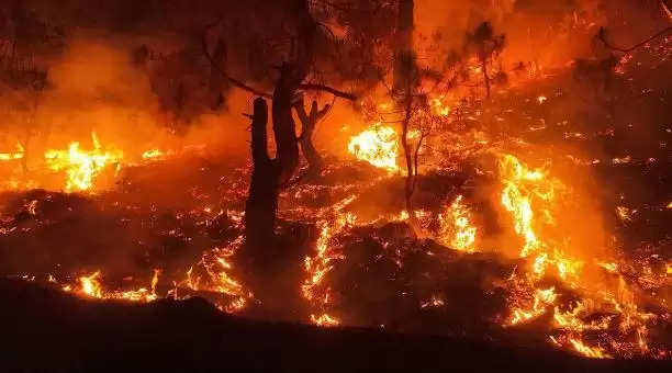 उत्तराखंड में वनाग्नि रोकने के लिए मोबाइल एप को ढाल बनाएगा वन विभाग, वर्ष 2020-22 में हुआ था सफल संचालन