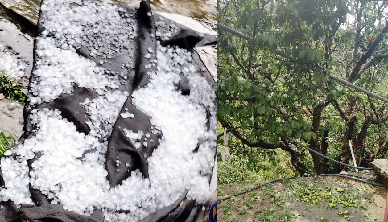 लगातार दूसरे दिन बारिश-ओलावृष्टि, फसलों को भारी नुकसान, किसानों को मुआवजा देने की मांग