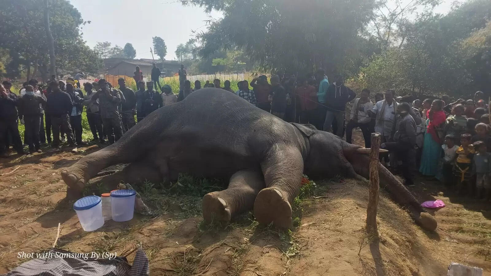 चिकित्सकों ने एंथ्रेक्स बीमारी से हाथी की मौत की जताई संभावना