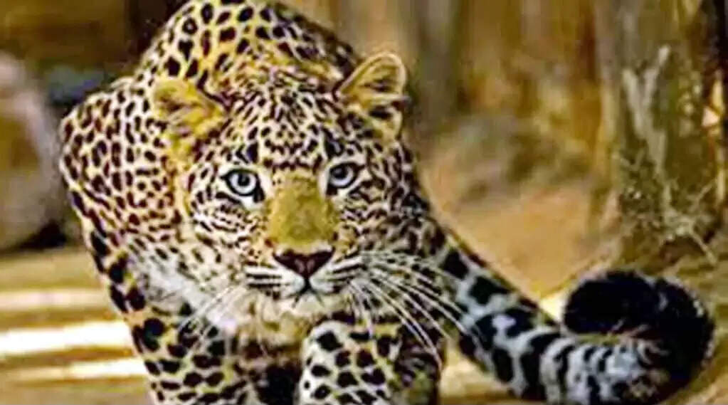 नैनीताल के खटियाखाल में महिला पर गुलदार का हमला, मौत