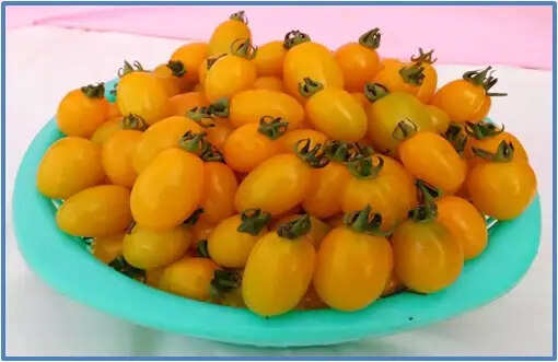 सब्जी अनुसंधान संस्थान की 15 नई किस्में विमोचित, किसानों को मिलेगा लाभ