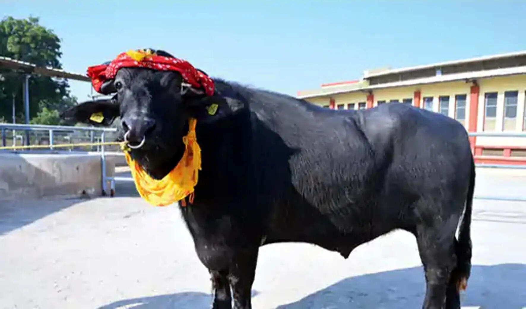 हिसार : भैंस अनुसंधान संस्थान में केक काटकर मनाया गया मुर्रा झोटा ‘हिसार    गौरव’ जन्मदिन