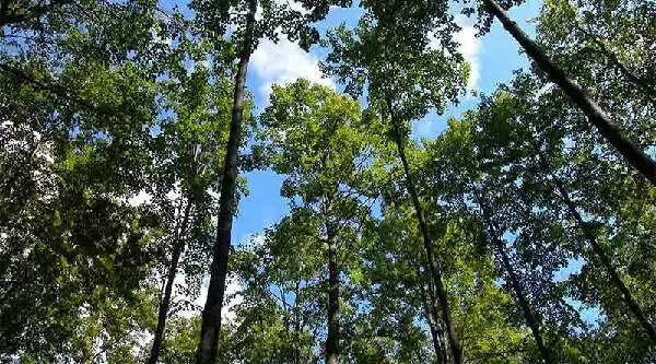 मप्र में सूचना प्रौद्योगिकी से वनों की सुरक्षा और संरक्षण में आयी गतिशीलता