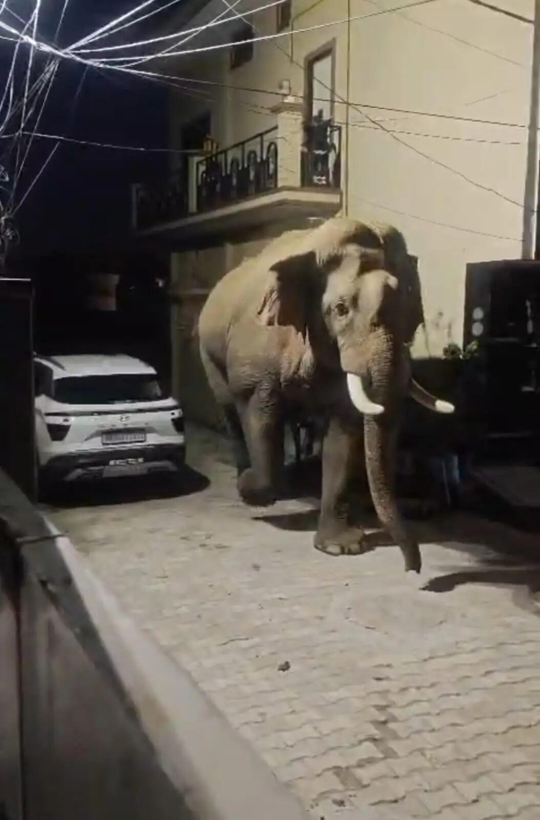 बालाजी एन्क्लेव में आया जंगली हाथी, दहशत