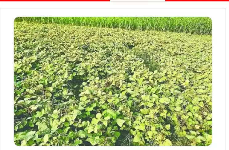नालंदा में मूंग की फसल में पीली नसों की मोज़ेक बीमारी से लाखों की फसल नष्ट