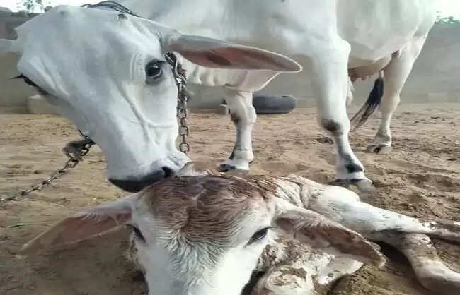 नारनौल में बछड़े के जन्म पर जश्न, भजन संध्या और पूरी बस्ती को दावत