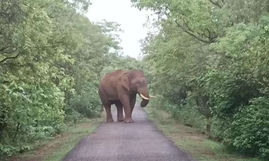 एक दंतैल हाथी फिर पहुंचा बरारी, गंगरेल क्षेत्र में अलर्ट