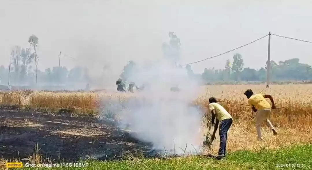 तारों की शार्टसर्किट से 25 बीघे गेहूं की फसलकर जलकर राख