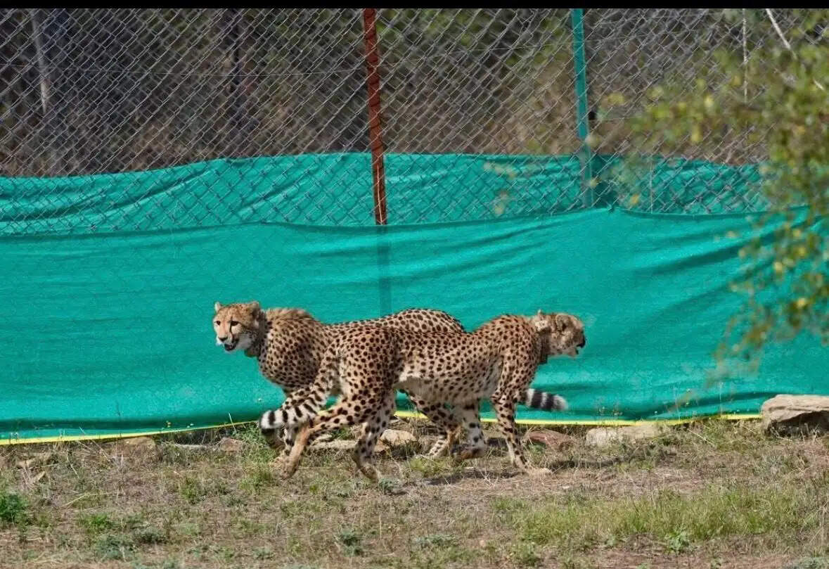कूनो राष्ट्रीय उद्यान के दो चीते राजस्थान पहुंचे, एनटीसीए ने कहा- चीतों की चौबीसों घंटे निगरानी