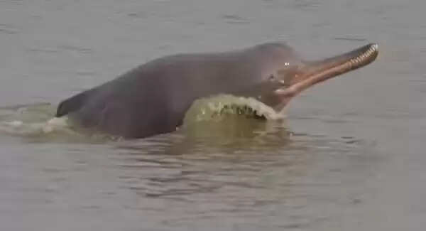 काटवा : पेड़ पर लटका मिला डॉल्फिन का शव