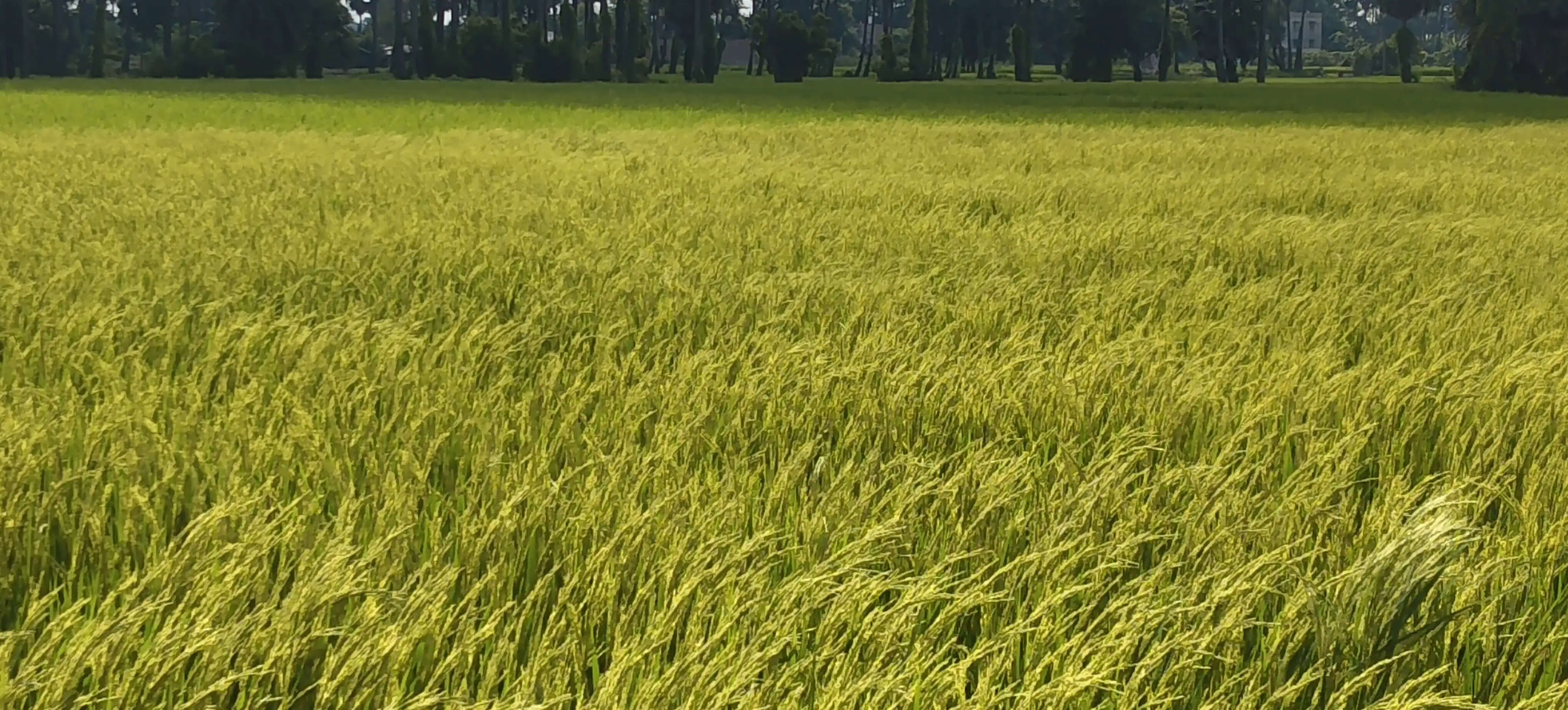 बारिश बनी संजीवनी: भागलपुर में झमाझम बरसे बदरा, धान की फसलों को मिला नया जीवन