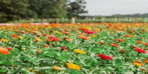 फसल चक्र परिवर्तन : धान से विविध फसलों की ओर बढ़ता धमतरी का किसान