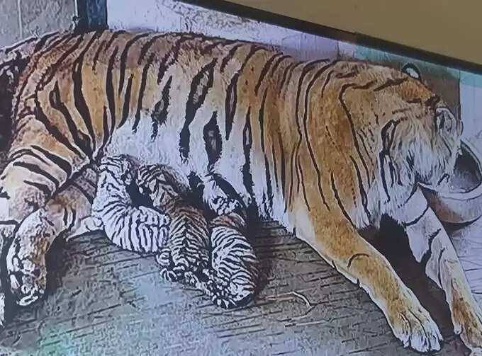 नाहरगढ़ बायोलॉजिकल पार्क में खुशी की लहर, बाघिन रानी ने दिया शावकों को जन्म