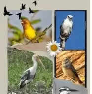 प्रकृति,जैव-विविधता और पक्षी संरक्षण पर जागरूकता सत्र रविवार को