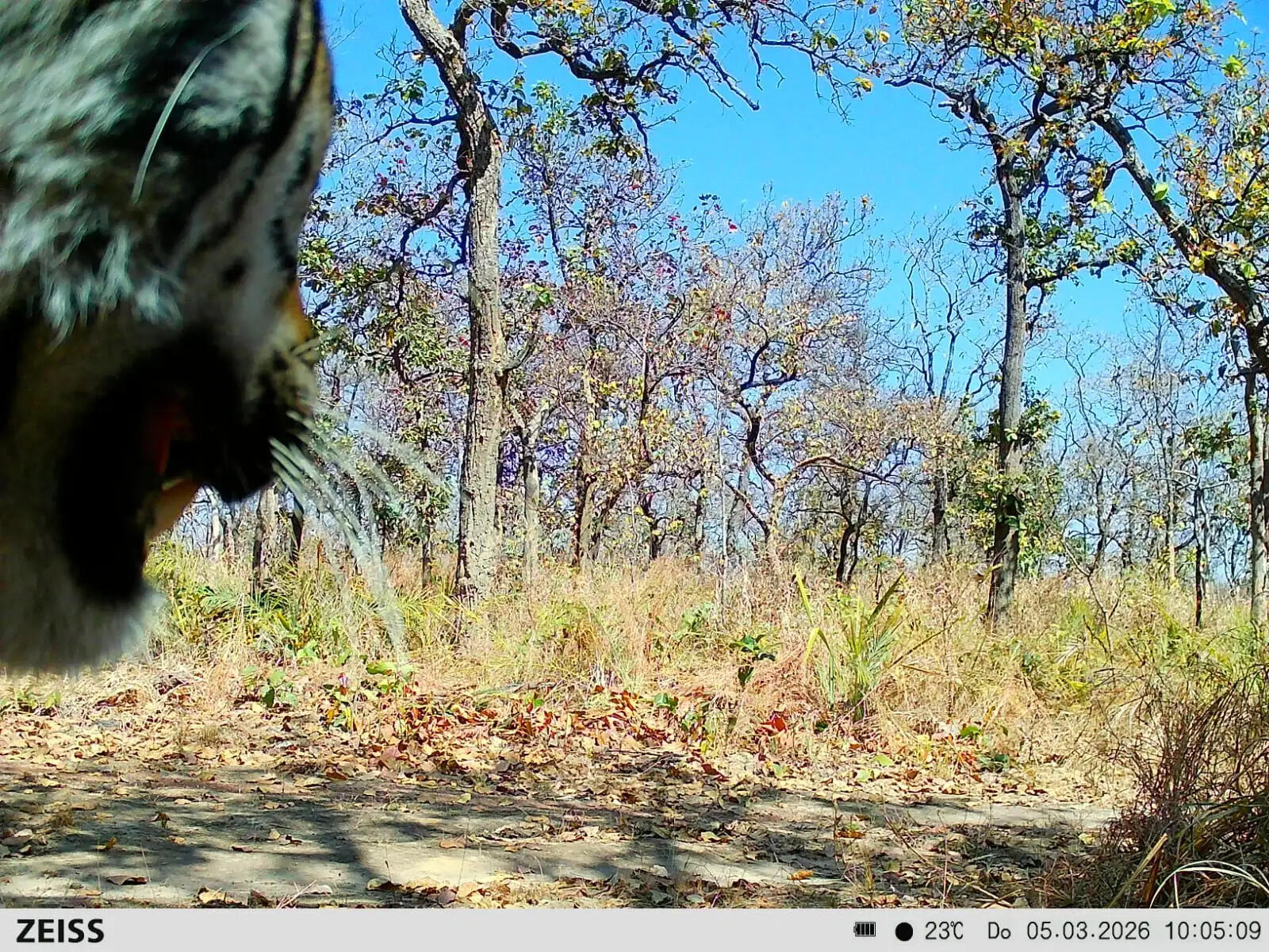 उदंती-सीतानदी टाइगर रिजर्व में नए बाघ की दस्तक, कैमरे में कैद हुई तस्वीर