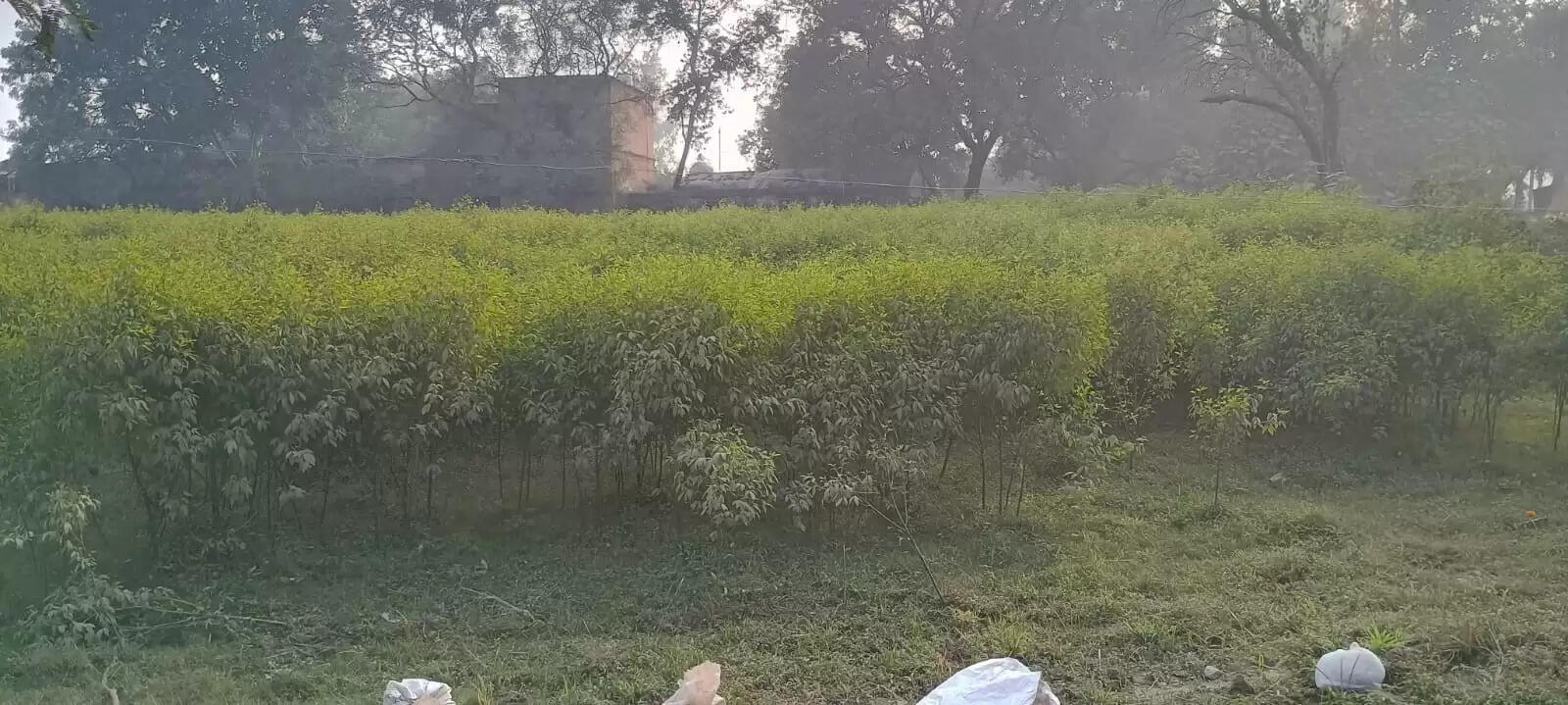 लगातार कोहरा पड़ने से अरहर की फसलों को लगा तगड़ा झटका