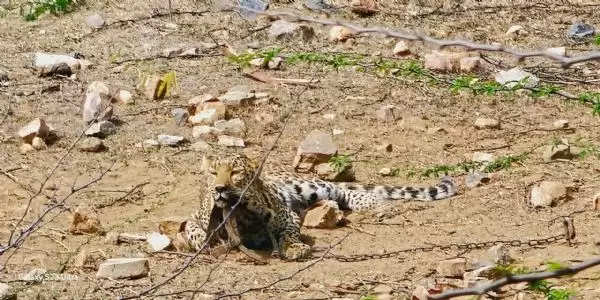 शिकारियों के फंदे में फंसा पैंथर का पैर, रेस्क्यू कर भेजा कोटा