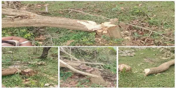 बलरामपुर में 100 एकड़ वनभूमि में हजारों पेड़ों की कटाई, कब्जे की तैयारी में भू-माफिया ? जगह-जगह बनाए मचान