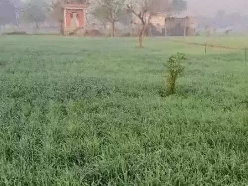 राजस्थान में कड़ाके की ठंड का प्रकोप, कई जिलों में शीतलहर की चेतावनी