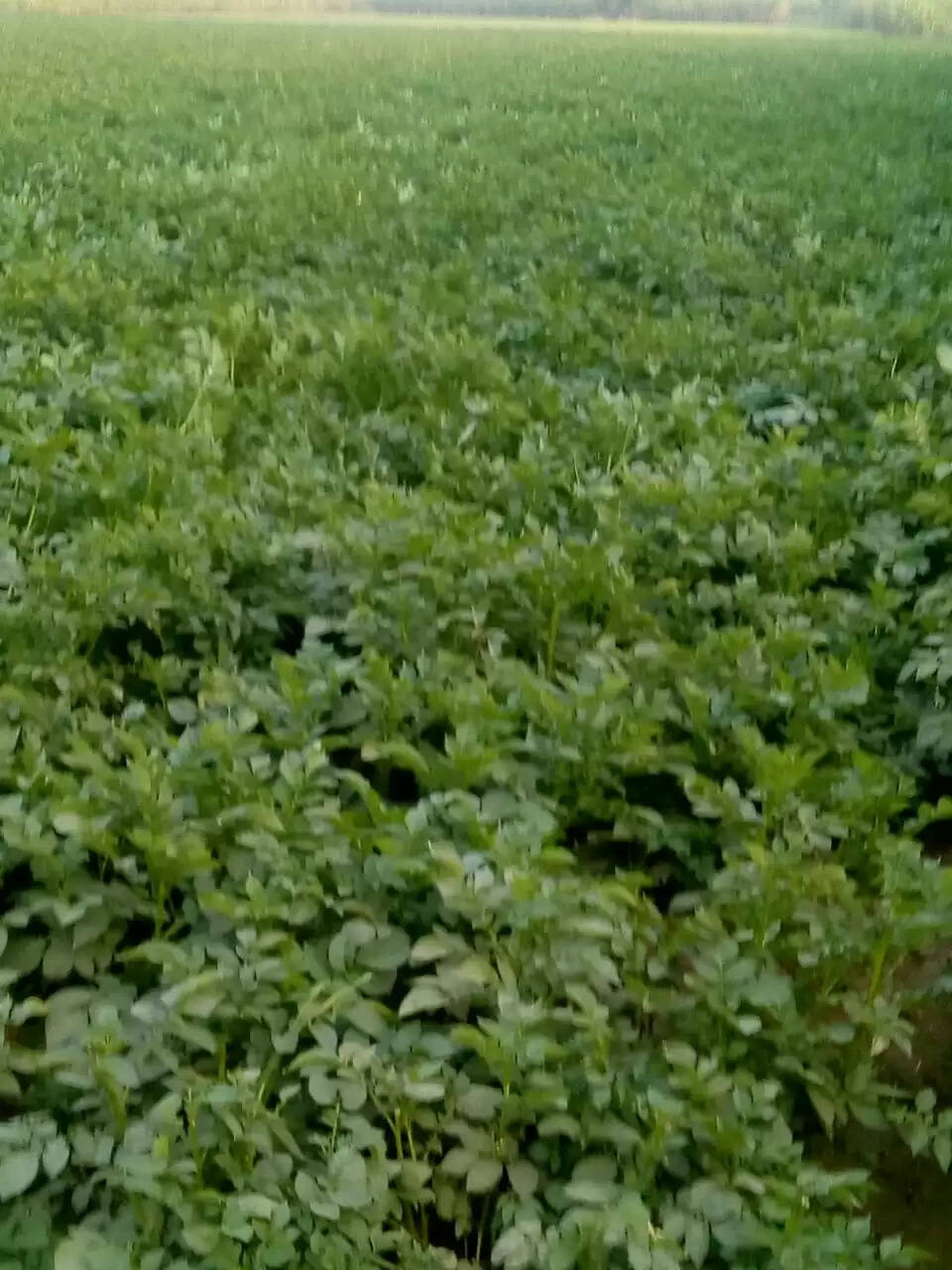 छोटे किसानों के मसीहा बने भंवरपाल, आलू की खेती से बदली किस्मत