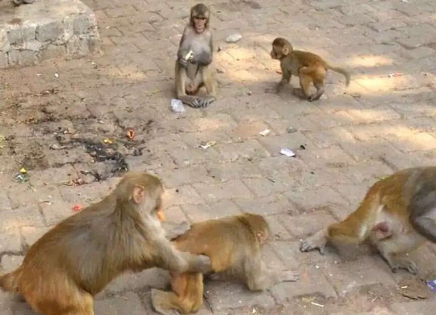 फर्रुखाबाद : बंदरों के हमले से घबराई छात्रा छत से नीचे गिरी, मौत