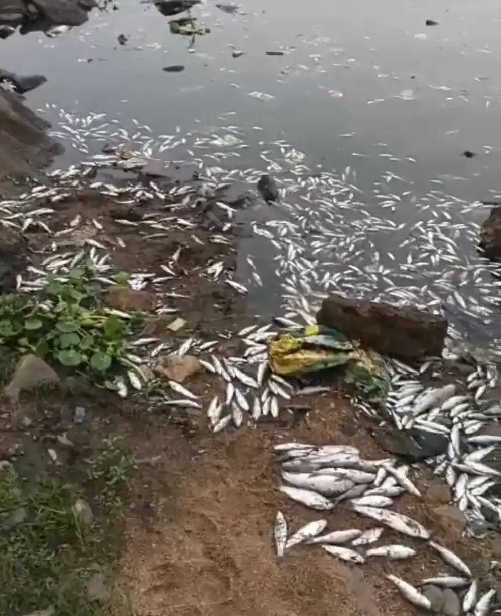 सुवर्णरेखा नदी में सैकड़ों मछलियों की रहस्यमयी मौत, प्रदूषण पर उठे सवाल