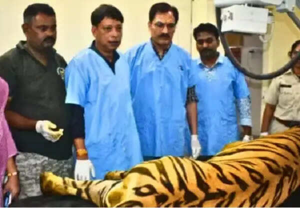 देवास से रेस्क्यू किए गए बाघ 'युवराज' की हालत में सुधार, वन विहार में चल रहा उपचार