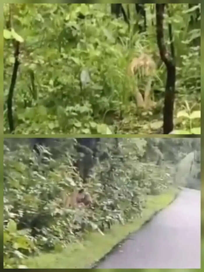 पखांजूर में मिले पदचिह्न बाघ के, सड़क किनारे बाघ की मौजूदगी का वीडियो आया सामने