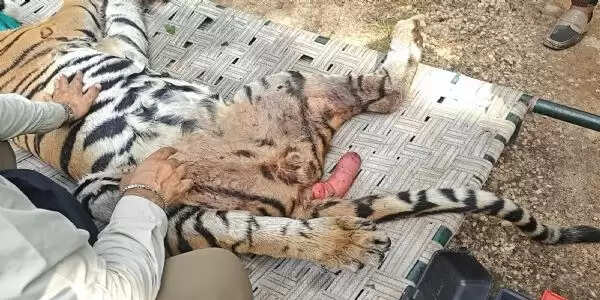 सिवनीः घायल बाघ शावक का सफल रेस्क्यू, इलाज के लिए भेजा गया वन विहार भोपाल