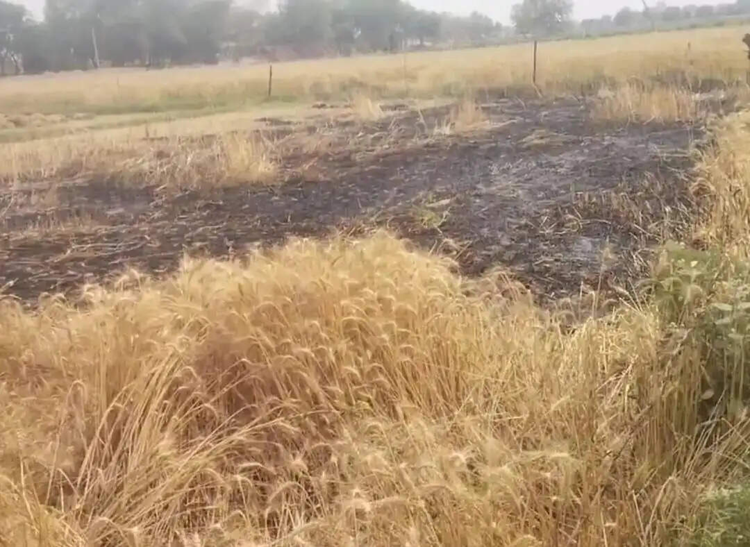 एचटी लाइन का तार टूटा,चिंगारी से कई बीघा गेहूं की फसल जल कर खाक