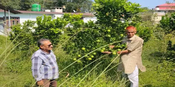 बंजर भूमि पर लहलहाया मौसंबी का बगीचा, लुधियाना तक पहुंचने लगा फल
