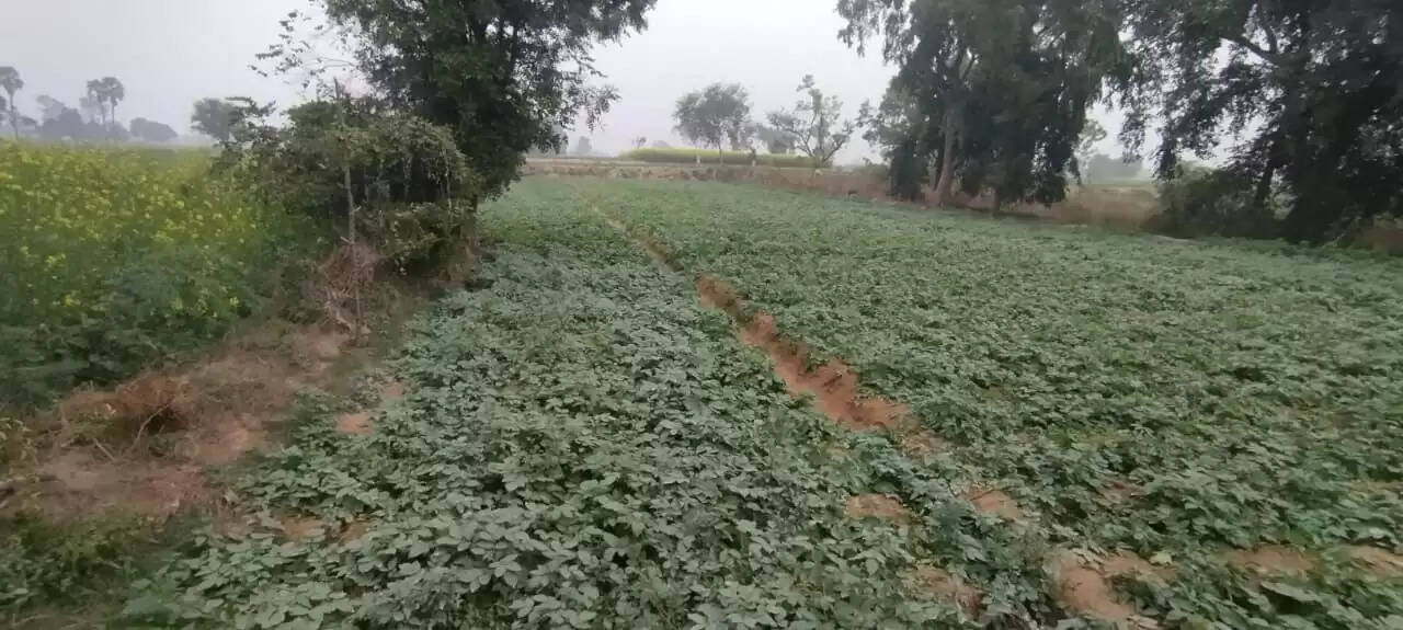 मौसम के बिगड़े मिजाज को देख किसानों की उड़ी नींद, आलू और सरसों की फसल को हो सकता नुकसान