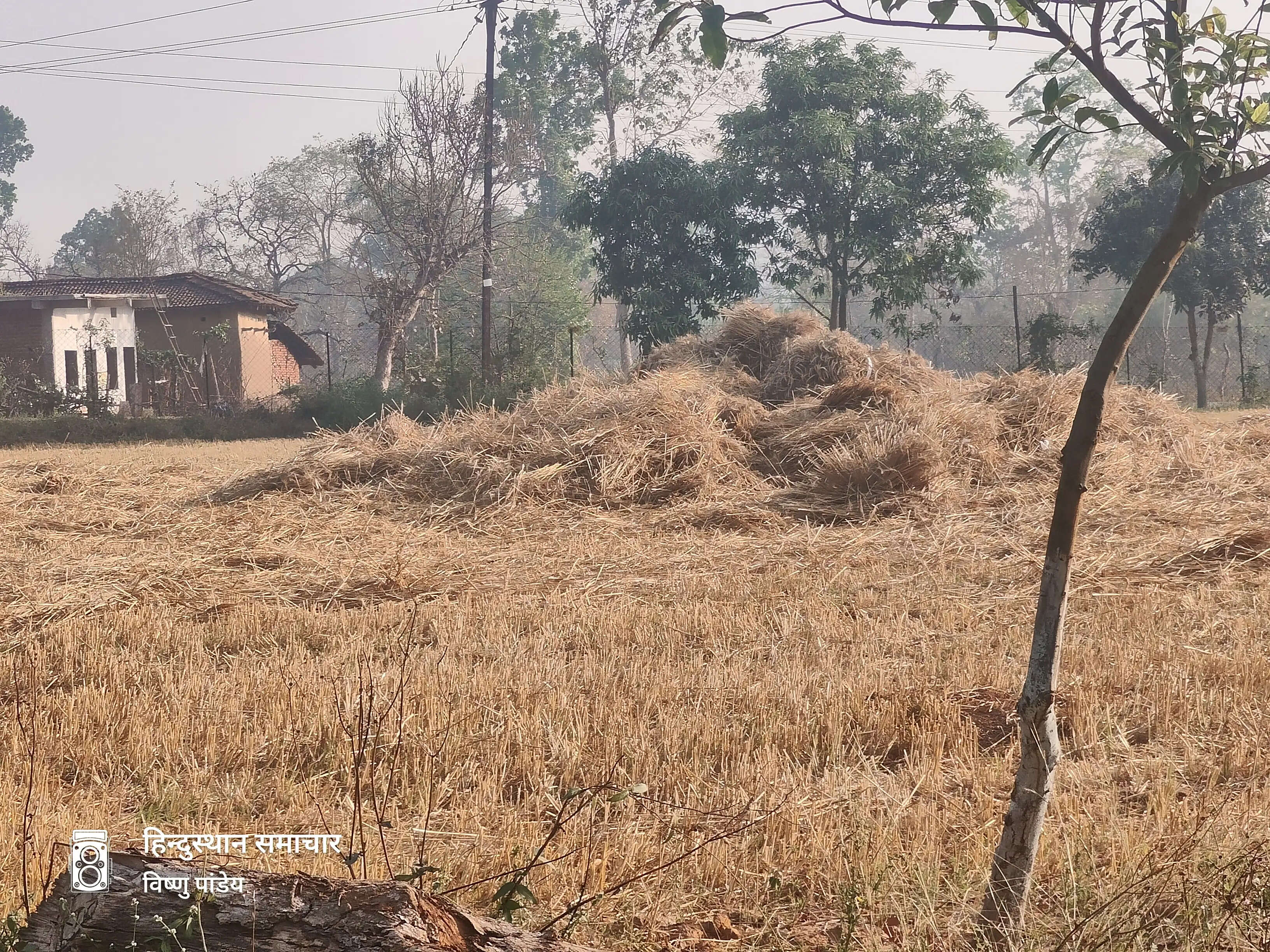 बलरामपुर : रामानुजगंज में तीन हाथियों ने फार्म हाउस में घुसकर फसल रौंदा, 30 क्विंटल गेहूं बर्बाद