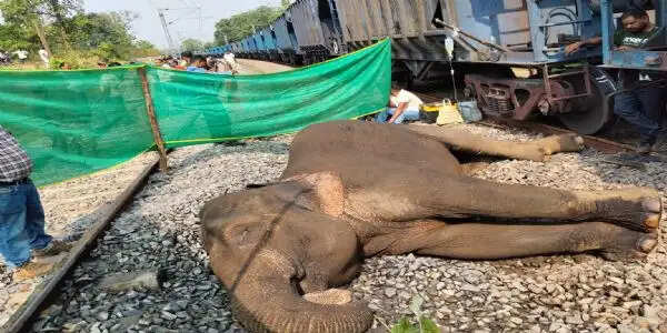 मालगाड़ी की चपेट में आए हाथी की मौत, बचाने के प्रयास रहे नाकाम