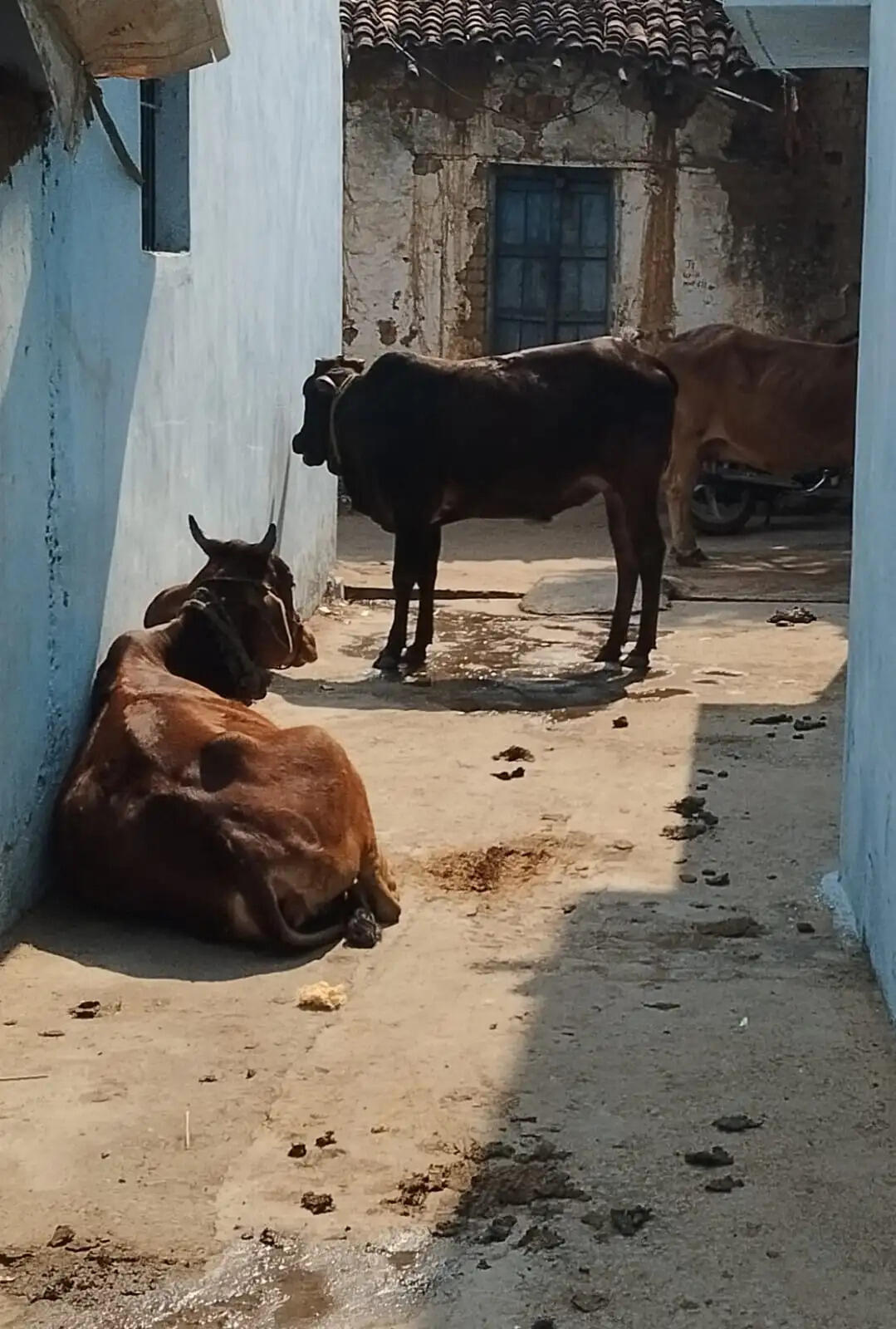 कुरुद में गोशाला निर्माण तेज, मवेशी मालिकों से जिम्मेदारी निभाने की अपील