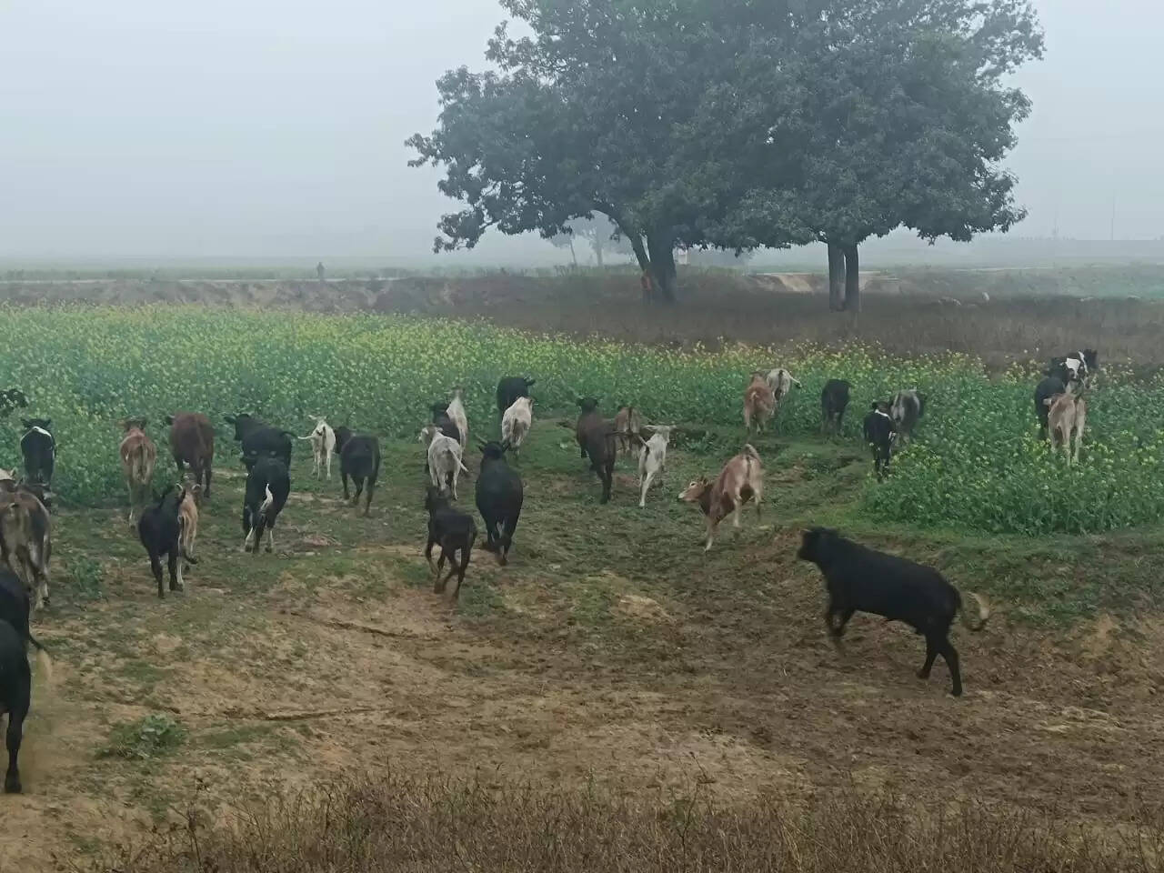 छुट्टा पशुओं से कुसहरा गांव के किसान बेहाल, सैकड़ों एकड़ फसल तबाह