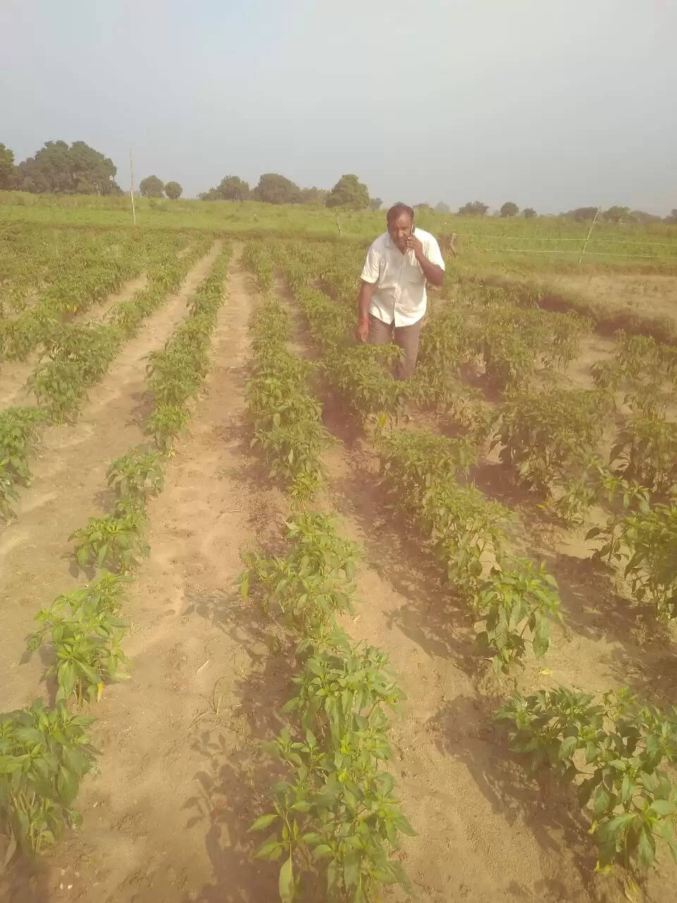 छोटे किसानों के मसीहा बने भंवरपाल, आलू की खेती से बदली किस्मत