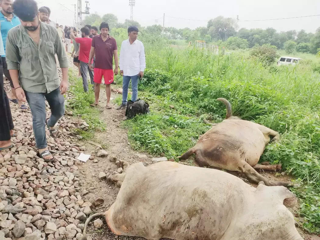 सोनीपत: ट्रेन की चपेट में आने से 12 गायों की मौत, प्रशासन पर लापरवाही का आरोप