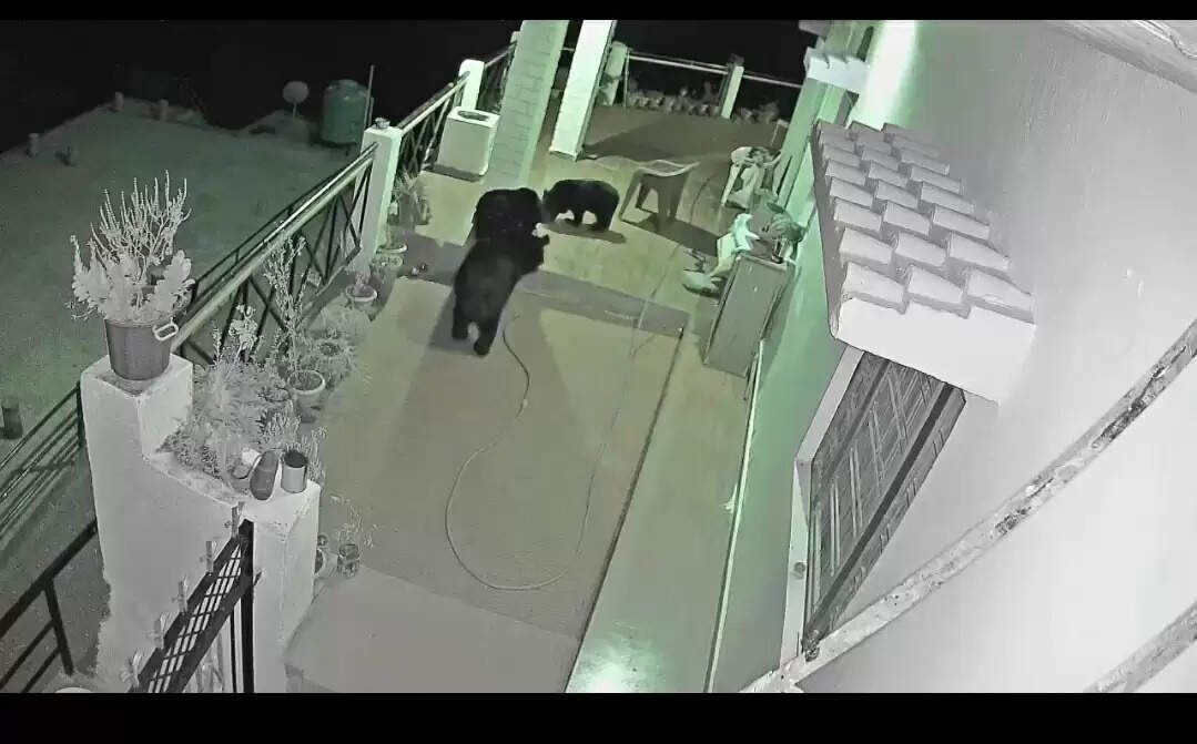 घर के आंगन में भालुओं का बसेरा, सीसीटीवी कैमरे में तस्वीरें कैद