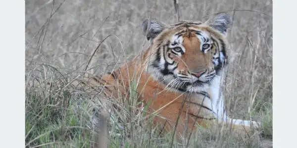 नेपाल में बाघों की संख्या बढ़कर हुई 429, सबसे अधिक चितवन नेशनल पार्क में