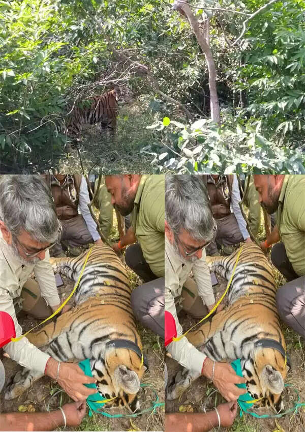 अपडेट सिवनीः पेंच टाइगर रिजर्व से राजस्थान भेजी जाने वाली बाघिन को ट्रेंकुलाइज कर लगाया गया रेडियो कॉलर