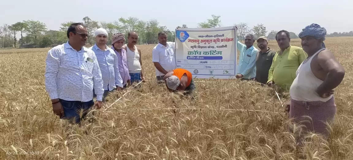 जलवायु अनुकूल कृषि परियोजना के तहत किया गया क्राॅप कटिंग