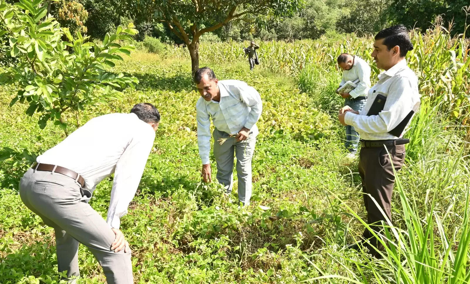 हमीरपुर के हरनेड़ गांव ने अपनाई प्राकृतिक खेती, बना आदर्श गांव