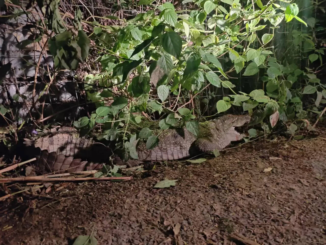 बेडच नदी से आबादी में पहुंचे मगरमच्छ से दहशत, 20 मिनिट में किया रेस्क्यू