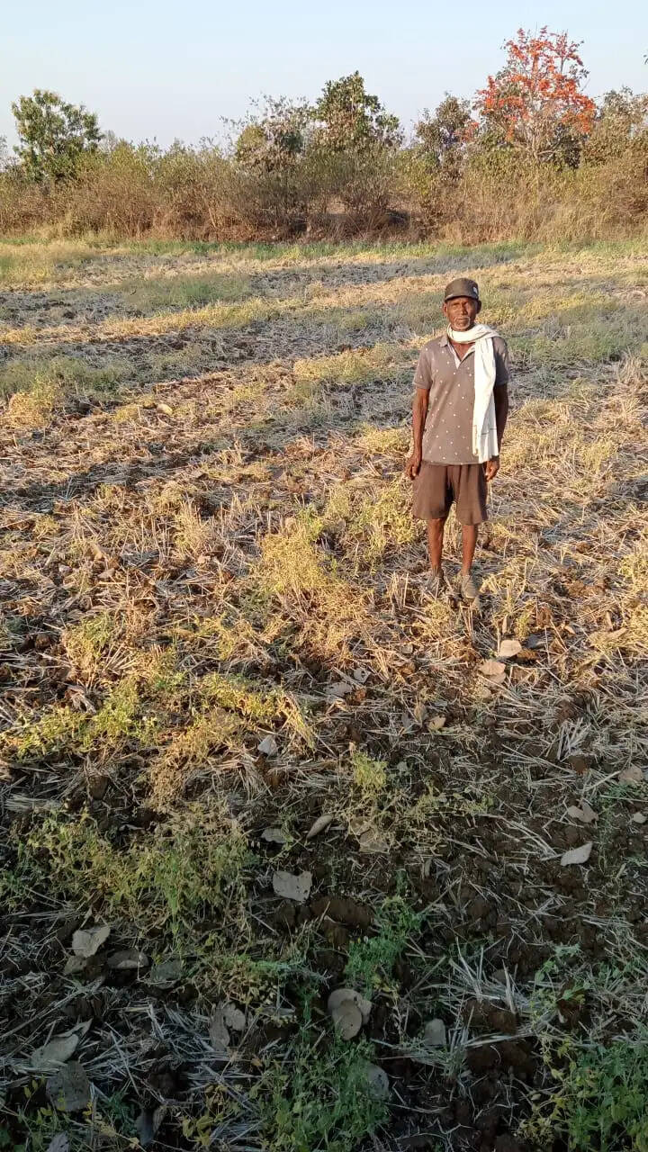 तीन हाथियों का आतंक: जैतहरी क्षेत्र में किसानों की फसलें बर्बाद, ग्रामीणों में बढ़ी नाराजगी