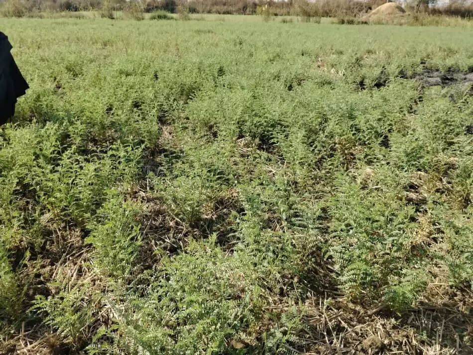 छाती सोसाइटी में चना बेचने पंजीयन शुरू